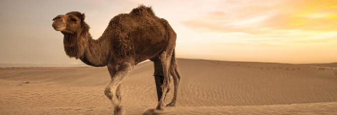 Merzouga desert - Morocco